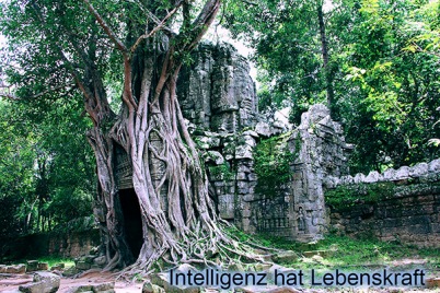 Lebendige Intelligenz_lebenskraft